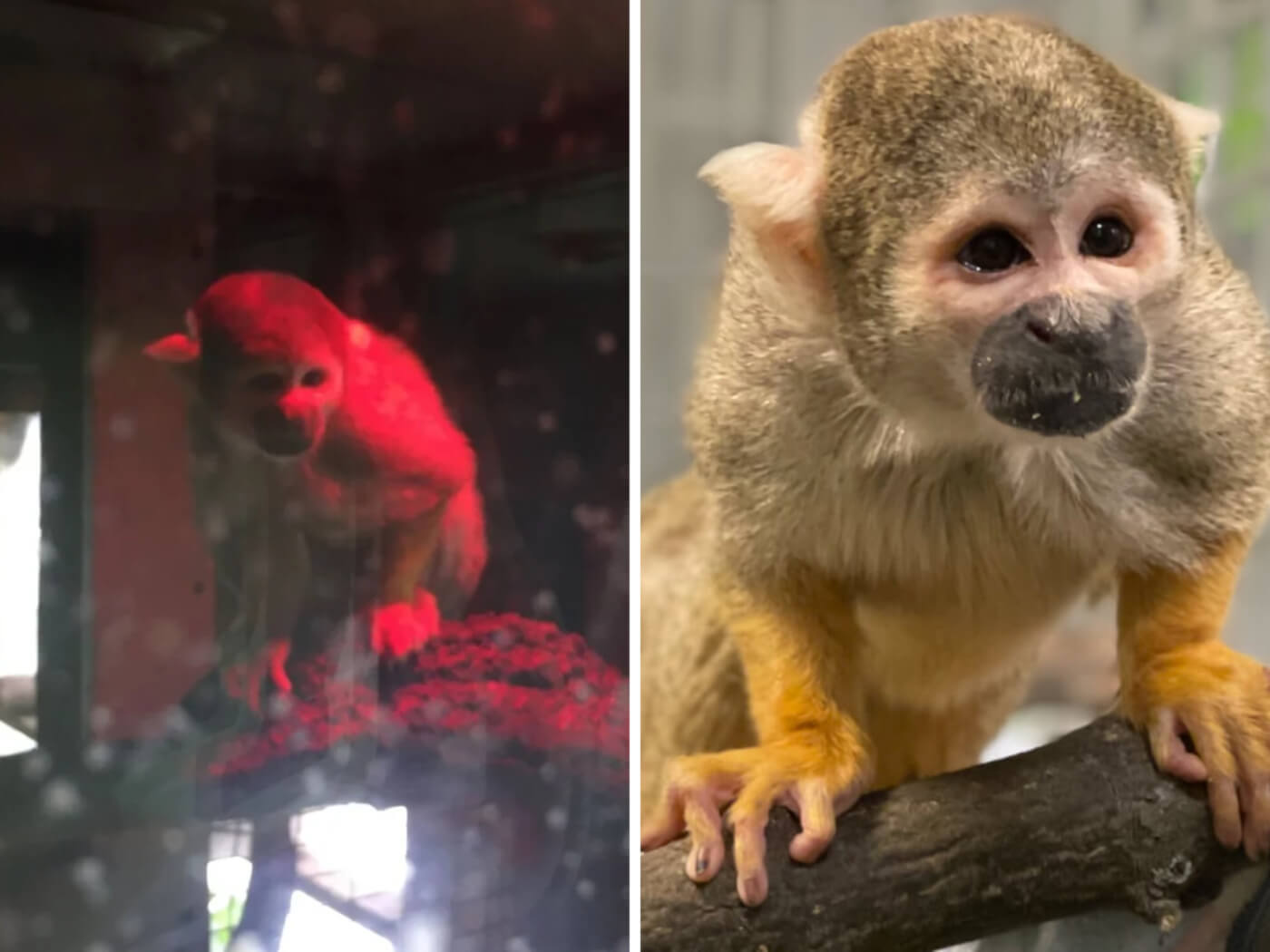 a photo composite, showing stardust the spider monkey in his filthy enclosure at tri-state zoo on the left, and in his sanctuary at the right.