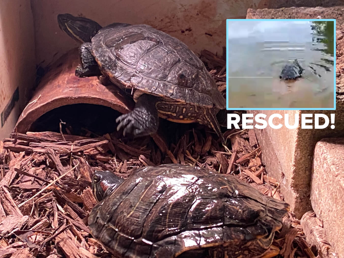a photo of two red-eared slider turtles in a concrete enclosure, with another photo of a turtle being released into a pond, with text overlaid reading "rescued!"