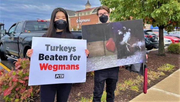 After 139 Counts of Cruelty to Turkeys, Urge Publix, Wegmans, and Harris Teeter to Act