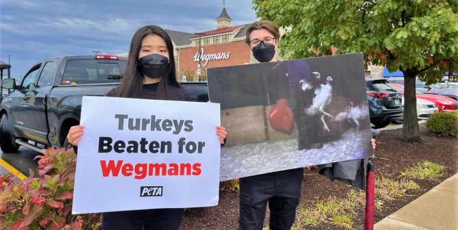 After 139 Counts of Cruelty to Turkeys, Urge Publix, Wegmans, and Harris Teeter to Act