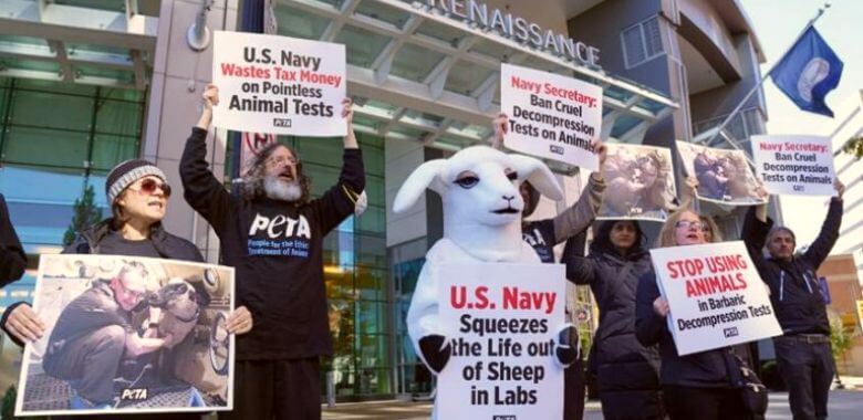 us navy protest for sheep Don’t Let the Navy Fool You: It’s Still Killing Animals in Cruel Tests