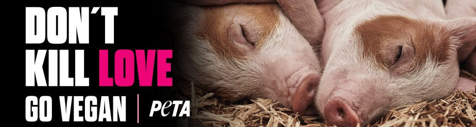 Don’t Kill Love. Go Vegan (Pig)