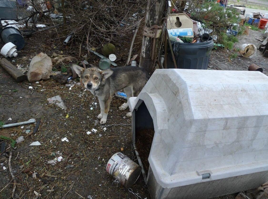 ACOM dog hoarding case MO cid PO ftc Urge Cass County, Missouri, Officials to Act in Nightmarish Hoarding Case!