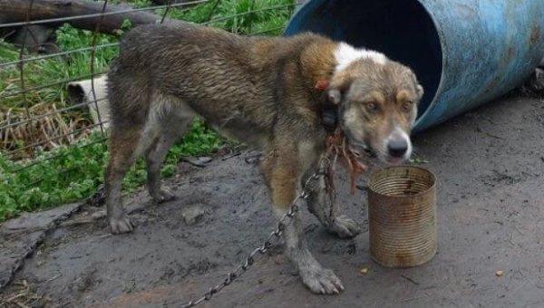 Dogs Chained in a Freezing-Cold Hoarder’s Hell! Take Action Now