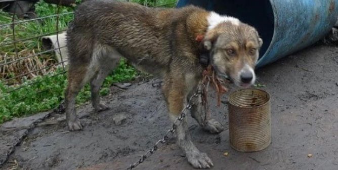 Dogs Chained in a Freezing-Cold Hoarder’s Hell! Take Action Now