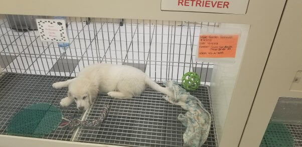 ACOM virgina pet stores dog cage PO FTC Demand Higher Standards of Care for Puppies and Kittens in Pet Stores Today| PETA