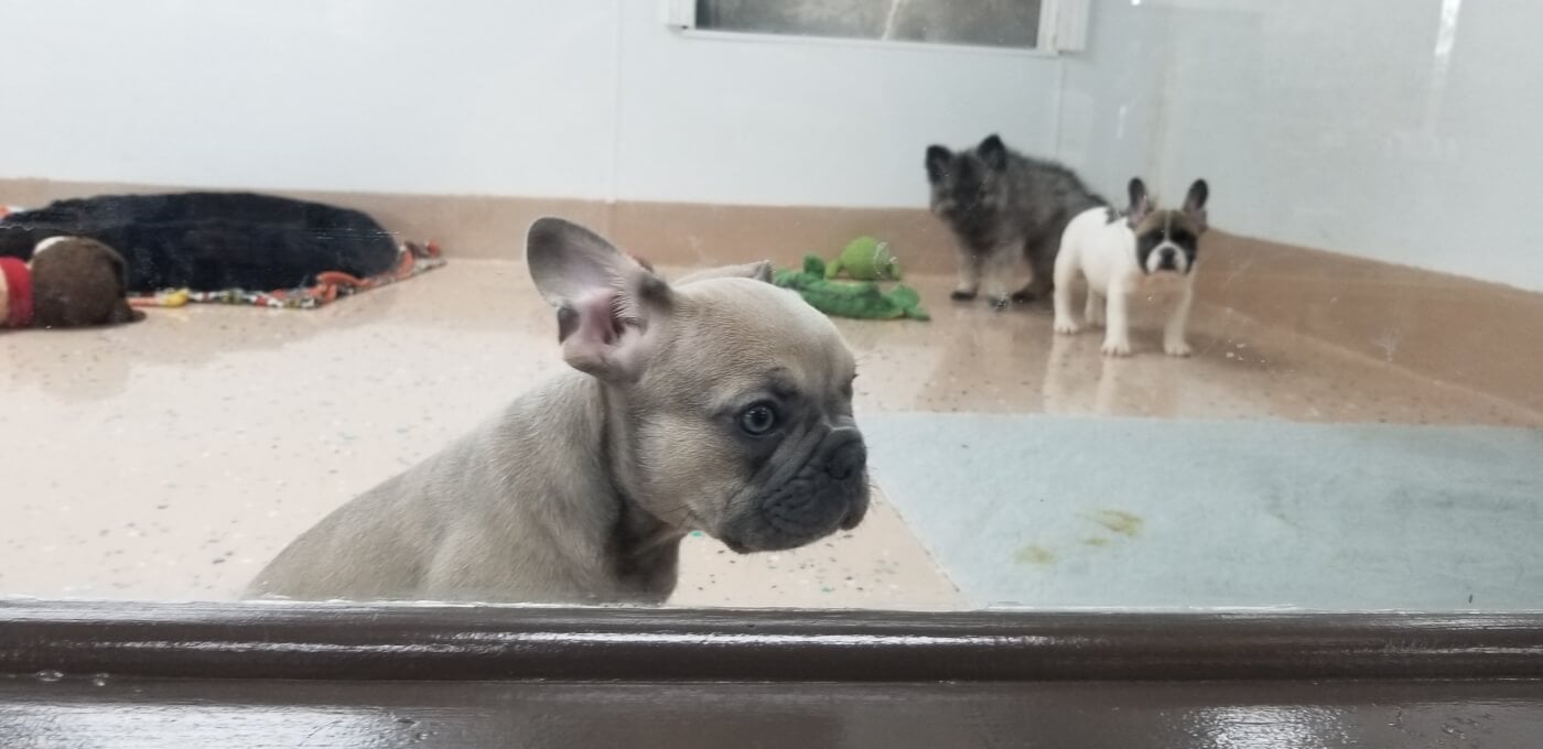 ACOM virgina pet stores dogs PO FTC scaled Demand Higher Standards of Care for Puppies and Kittens in Pet Stores Today| PETA