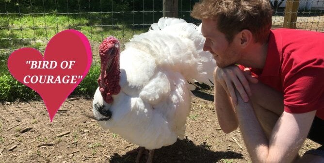 See Things From a Turkey’s Perspective This ‘ThanksVegan’ and Beyond