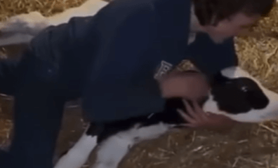 After Video Surfaces of Teen Attacking a Calf, PETA Offers Free Empathy Lessons