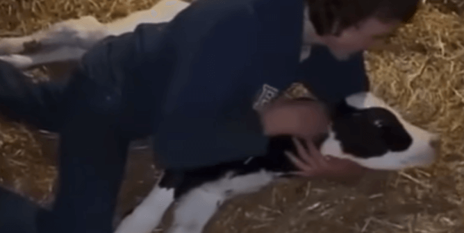 teen attacks calf