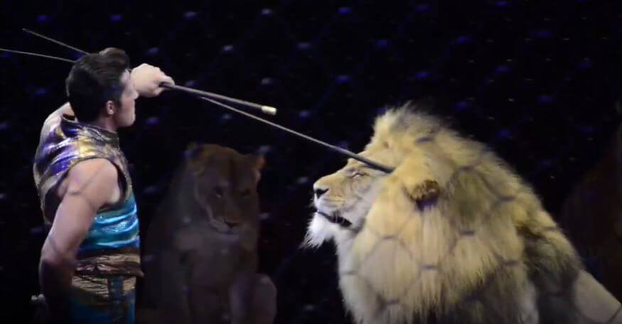 Capture1 Shrine Circus Cruelty | PETA