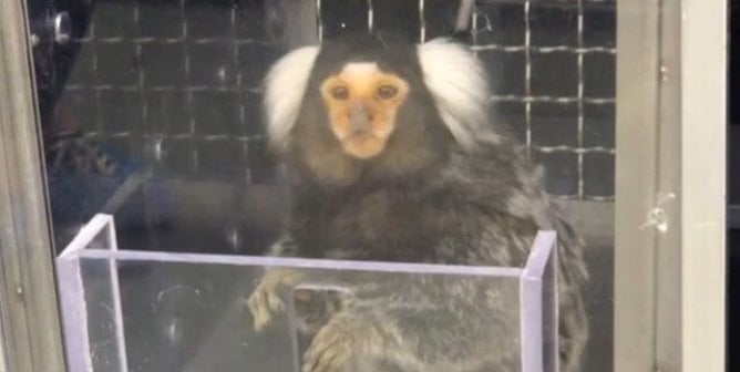 Xena the marmoset during an experiment at the University of Massachusetts–Amherst