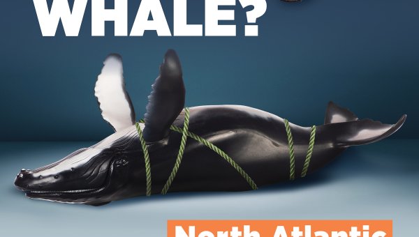 Did Your Lobster Kill A Whale?