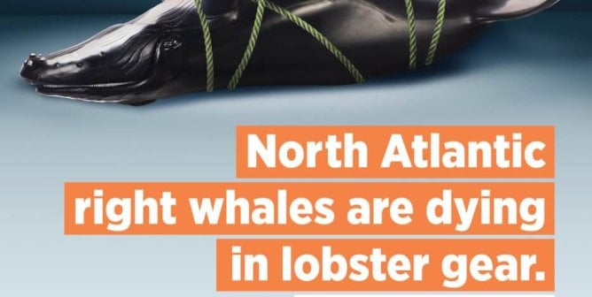 Did Your Lobster Kill A Whale?