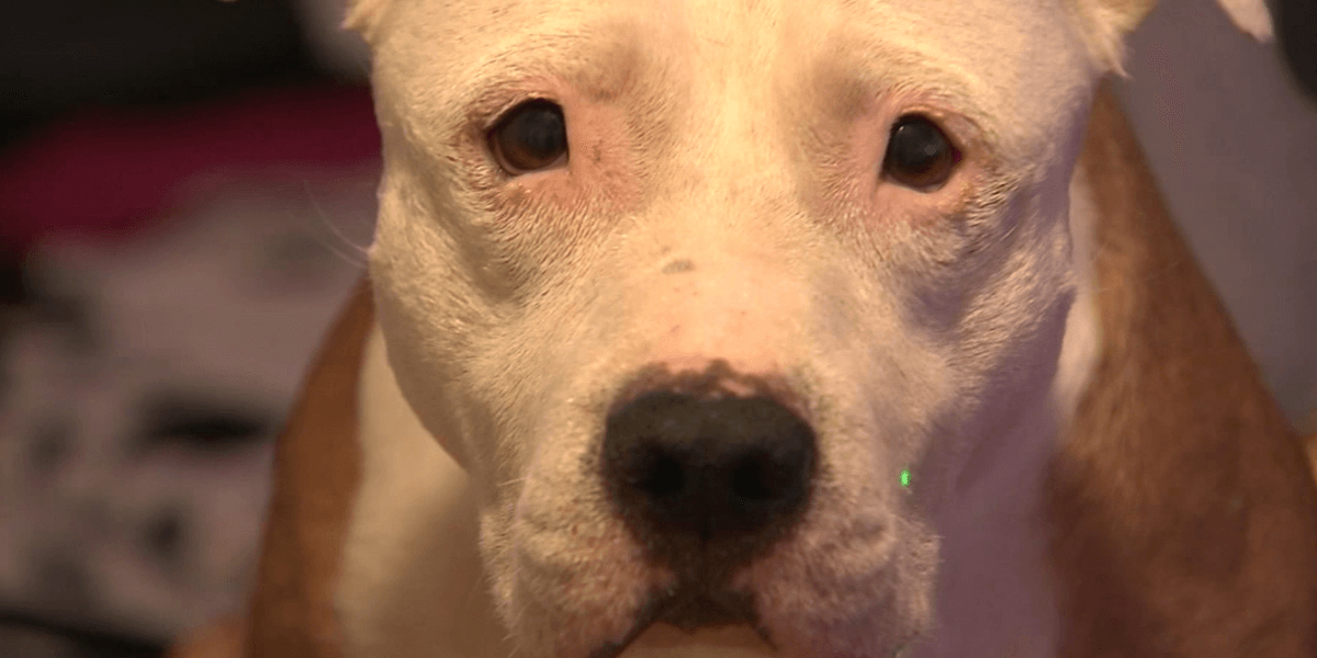 Dog Attacked with Bleach in Philly Children Reportedly Attack Dog With Bleach in Philly