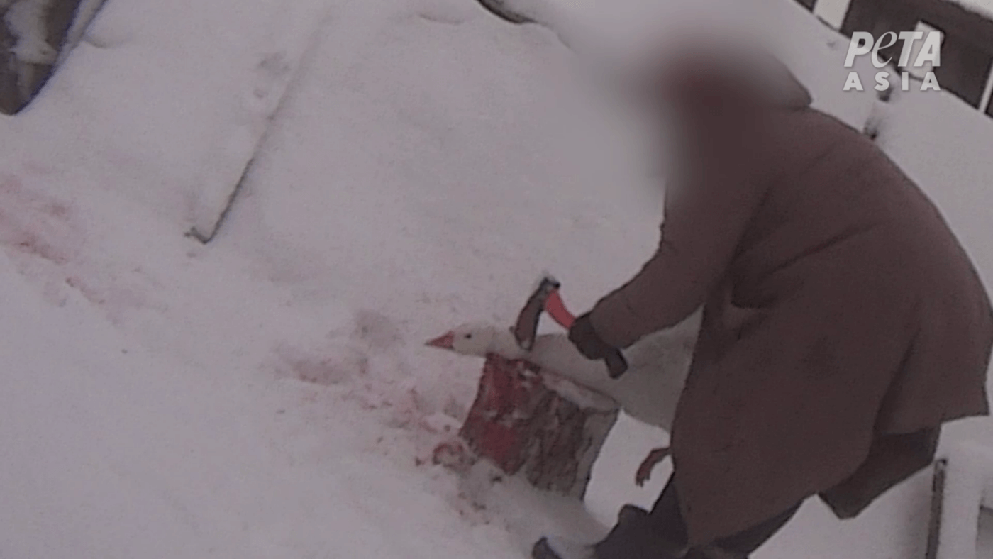 a worker chopping off a goose