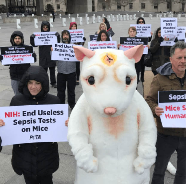 NIH sepsis protest led by costumed 'mouse' with a headline and protesters holding signs