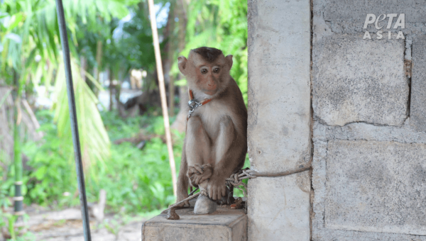 New PETA Asia Investigation Exposes Thai Coconut Industry’s Cover-Up of Rampant Monkey Abuse