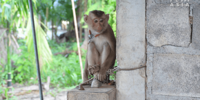 New PETA Asia Investigation Exposes Thai Coconut Industry’s Cover-Up of Rampant Monkey Abuse
