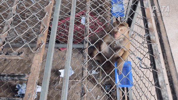 Monkey in cage looks up