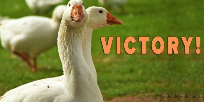 French fashion group SMCP bans down and feathers in Fall-Winter 2023, a victory for geese and ducks
