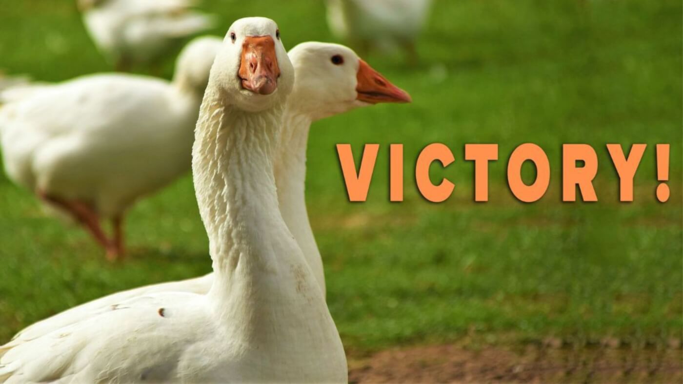 French fashion group SMCP bans down and feathers in Fall-Winter 2023, a victory for geese and ducks