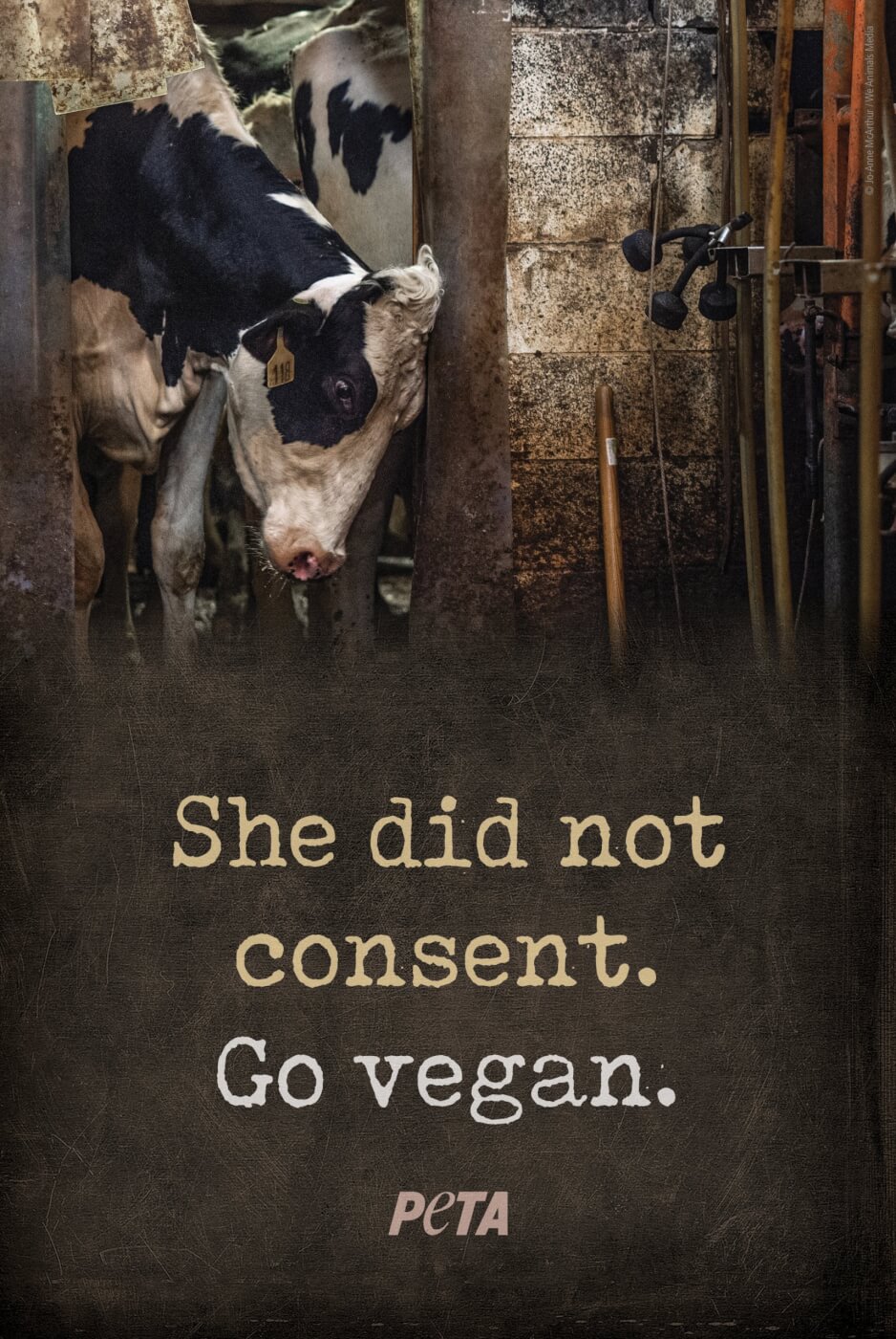 PETA ad with a cow used for her milk lowering her head and the message: "She did not consent. Go vegan."