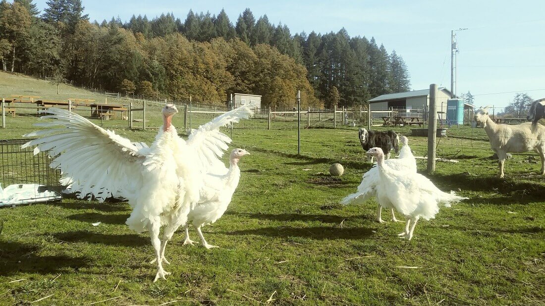 Turkey spreading wings with other turkeys on an open field of a reputable farmed-animal sanctuary