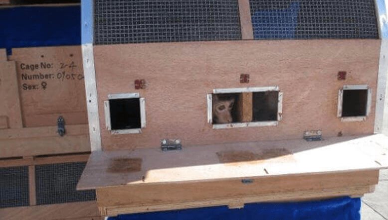 monkey shipped in wooden crate