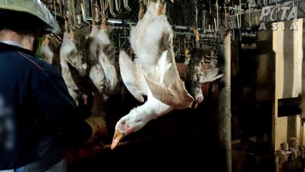 Tell Title Nine to Stop Supporting the Cruel Down Industry and Destroying the Planet