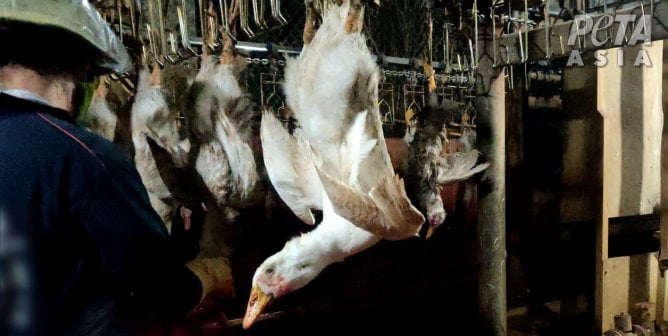 Companies Scramble After PETA Asia Exposes Down Industry Cruelty