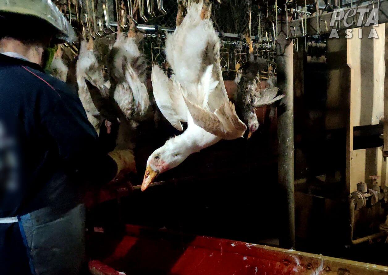 bird dangling by their feet beside worker