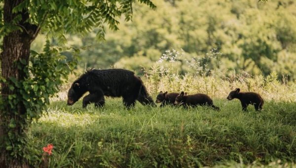 New Jersey’s Bears Face Being Massacred—AGAIN! Act Now to Stop the Slaughter