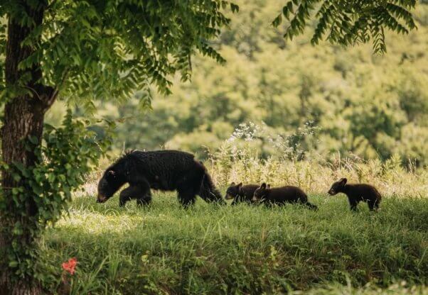 WLD Black Bear Mother and Cubs S NC FTC New Jersey’s Bears Face Being Massacred—AGAIN! Act Now to Stop the Slaughter