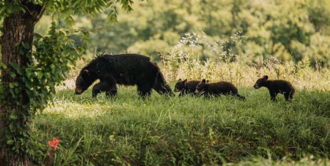 New Jersey’s Bears Face Being Massacred—AGAIN! Act Now to Stop the Slaughter