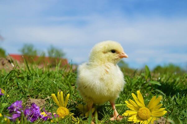 yellow chick standing in grass among spring flowers, blue sky in the background