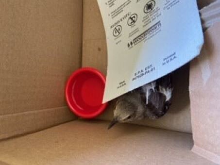 bird helplessly stuck to cruel glue trap