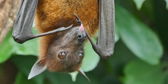 A black and brown fruit bat hangs upside down in a tree