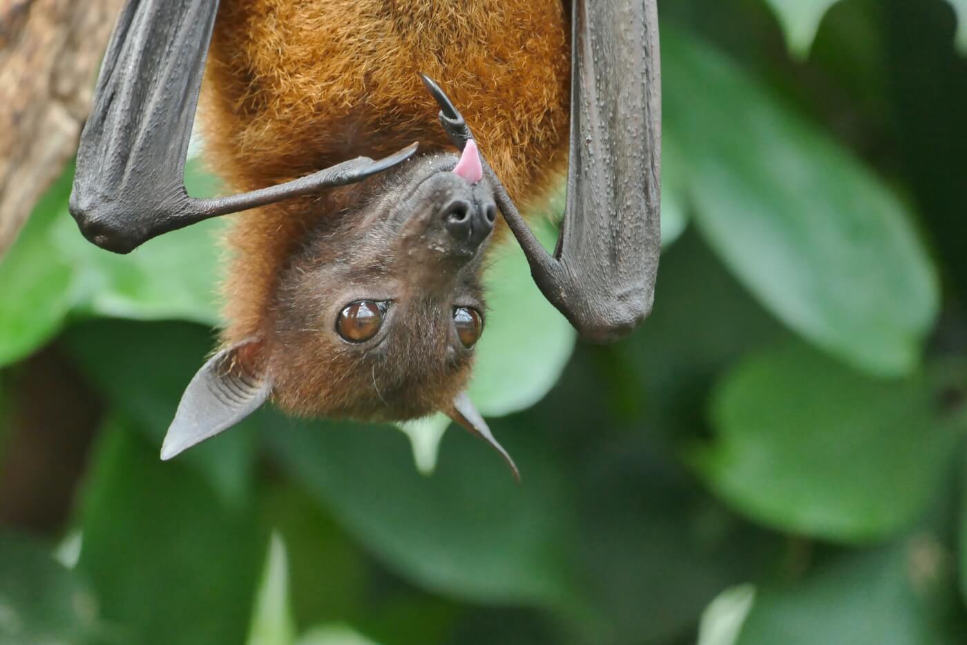 A black and brown fruit bat hangs upside down in a tree