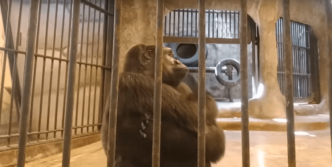 Meet Bua Noi and Kat—Two Great Apes Languishing in Barren Concrete Cages at a Thai Department Store Zoo