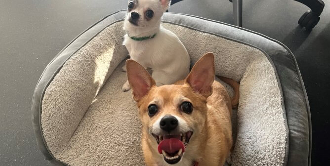 These Dogs’ Happy Tale Took a Tragic Turn: Can You Be Their Hero?