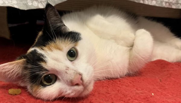 Adoptable cat who is white, golden, and black calico comfortably lays down on a red blanket.