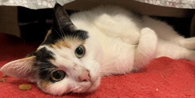 Adoptable cat who is white, golden, and black calico comfortably lays down on a red blanket.