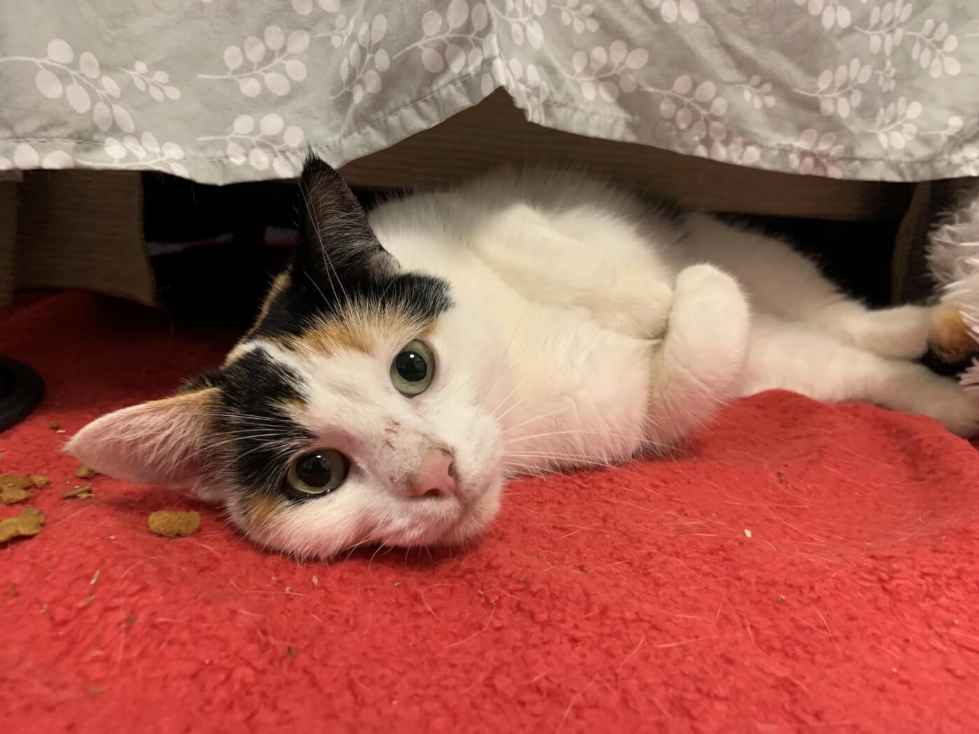 Adoptable cat who is white, golden, and brown calico with green eyes lays on a red blanket. 