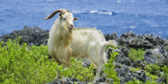 Victory for Goats! Victoria’s Secret Confirms Ban on Cashmere