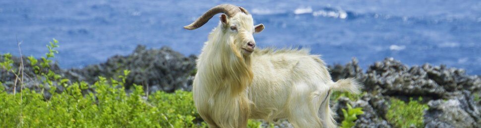 white cashmere goat on bluffs
