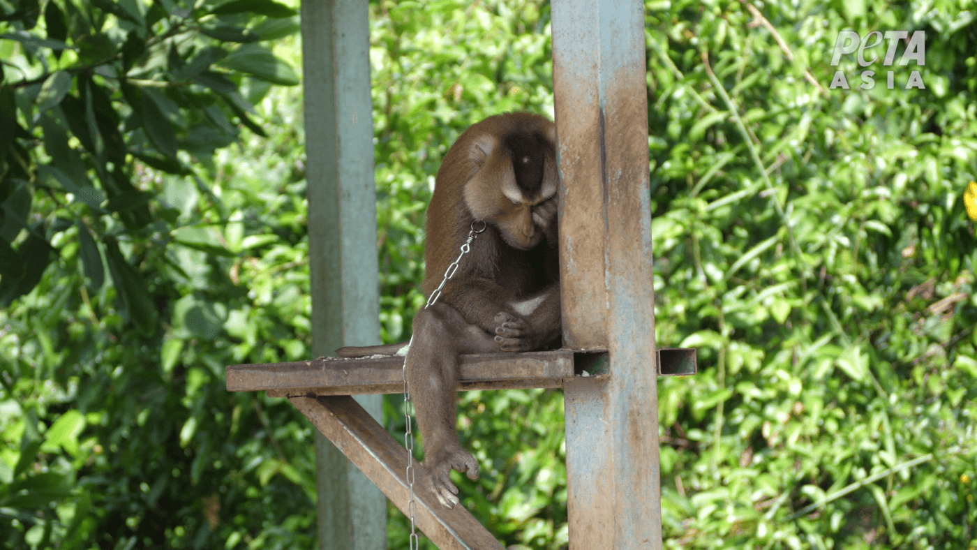 chained monkey rests head in hands