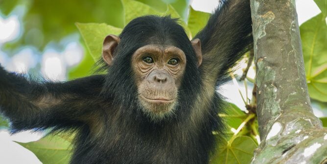 Chimpanzee sitting in a tree, wildlife shot, Gombe/Tanzania