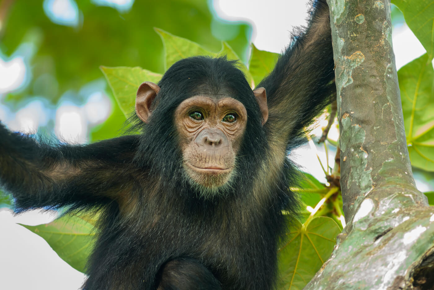 American Greetings Ends Sales of Demeaning Chimpanzee Cards After PETA Campaign