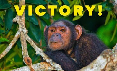 Saying Goodbye to Harmful Greeting Cards, Hallmark Makes a Change for Chimpanzees